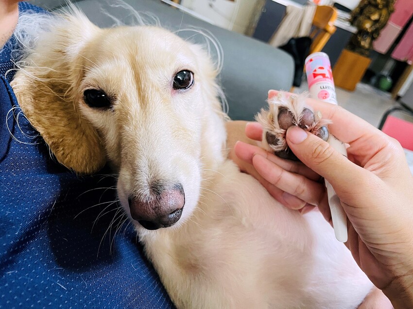 【歸毛家族】寵物肌膚救星『舒敏保濕洗毛乳』+『護膚噴液+精萃修護霜』狗狗皮膚敏感洗毛精推薦！戰勝問題肌，澡回健康肌