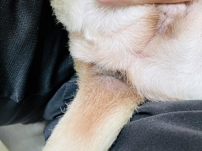 【歸毛家族】寵物肌膚救星『舒敏保濕洗毛乳』+『護膚噴液+精萃修護霜』狗狗皮膚敏感洗毛精推薦！戰勝問題肌，澡回健康肌