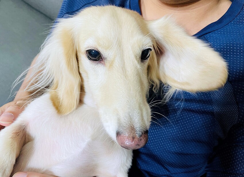 【歸毛家族】寵物肌膚救星『舒敏保濕洗毛乳』+『護膚噴液+精萃修護霜』狗狗皮膚敏感洗毛精推薦！戰勝問題肌，澡回健康肌