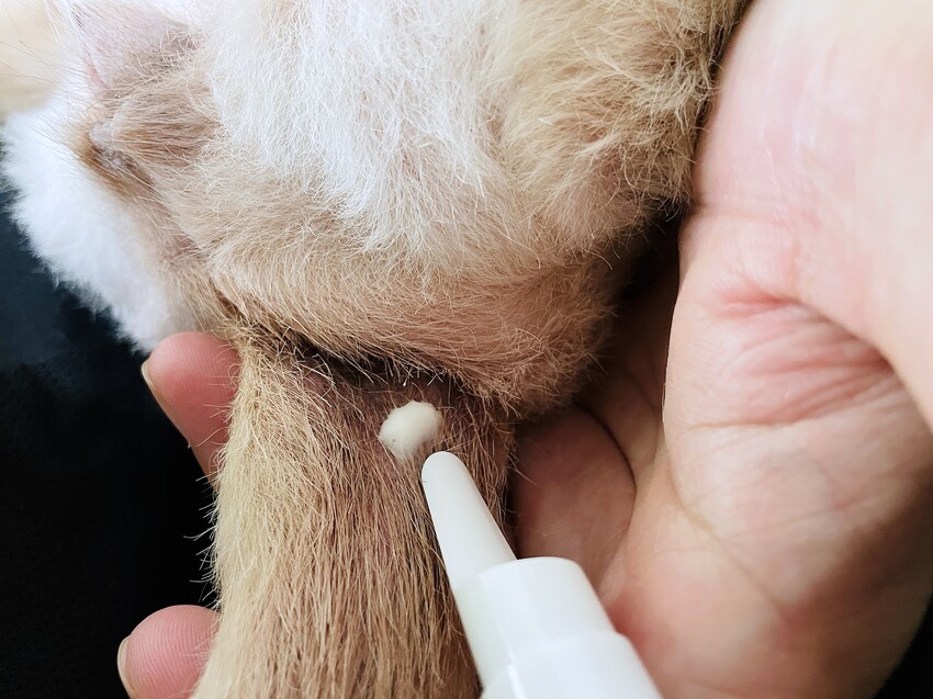 【歸毛家族】寵物肌膚救星『舒敏保濕洗毛乳』+『護膚噴液+精萃修護霜』狗狗皮膚敏感洗毛精推薦！戰勝問題肌，澡回健康肌