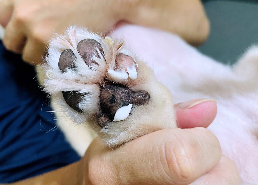 【歸毛家族】寵物肌膚救星『舒敏保濕洗毛乳』+『護膚噴液+精萃修護霜』狗狗皮膚敏感洗毛精推薦！戰勝問題肌，澡回健康肌