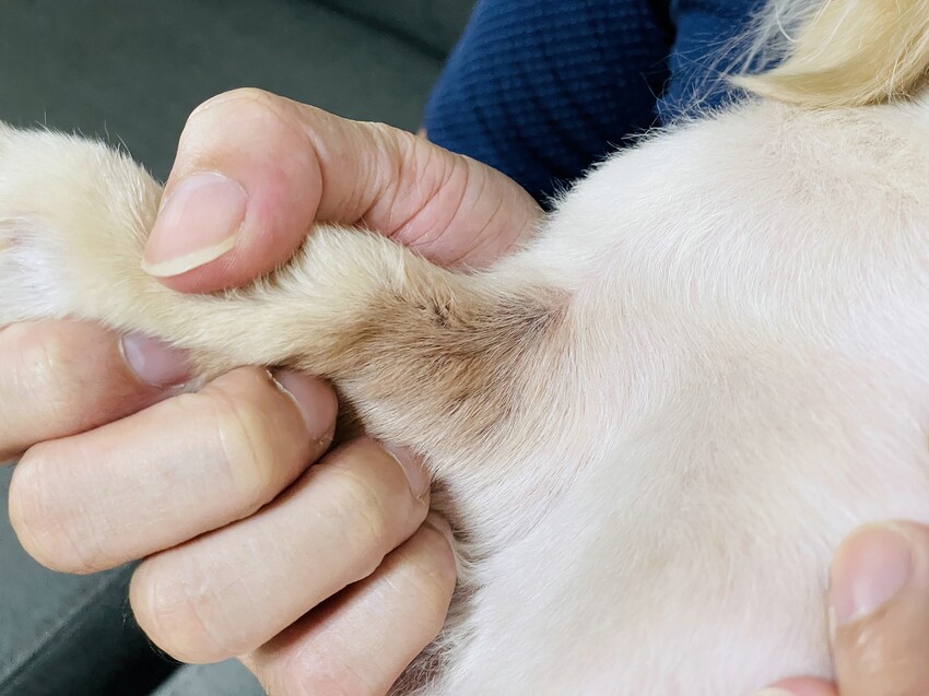 【歸毛家族】寵物肌膚救星『舒敏保濕洗毛乳』+『護膚噴液+精萃修護霜』狗狗皮膚敏感洗毛精推薦！戰勝問題肌，澡回健康肌