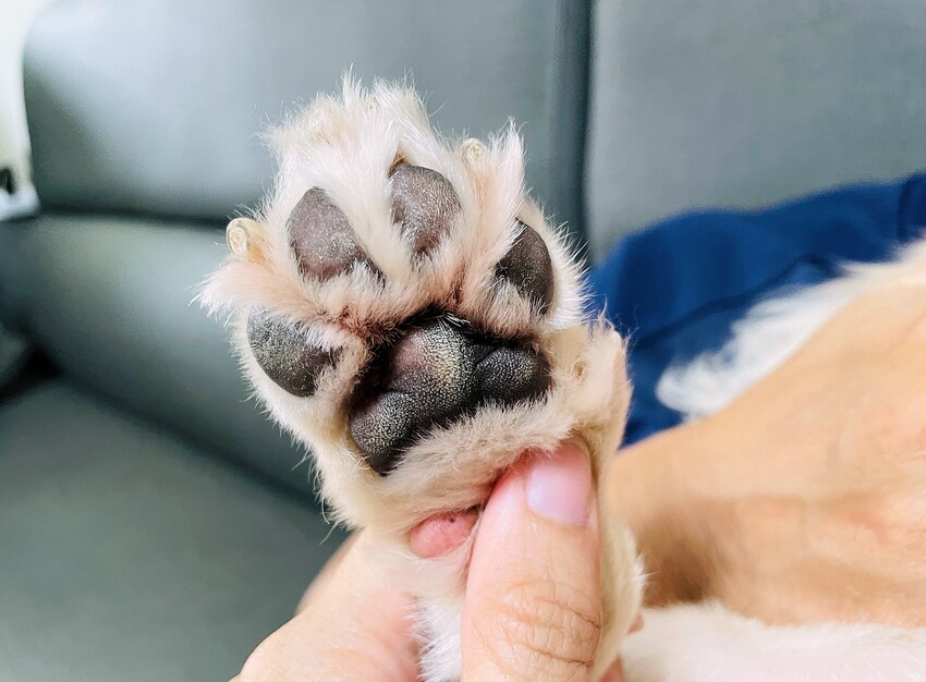 【歸毛家族】寵物肌膚救星『舒敏保濕洗毛乳』+『護膚噴液+精萃修護霜』狗狗皮膚敏感洗毛精推薦！戰勝問題肌，澡回健康肌