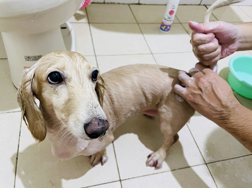 【歸毛家族】寵物肌膚救星『舒敏保濕洗毛乳』+『護膚噴液+精萃修護霜』狗狗皮膚敏感洗毛精推薦！戰勝問題肌，澡回健康肌