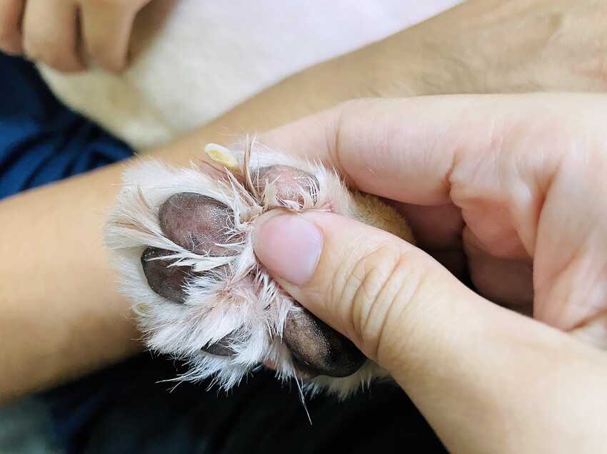 【歸毛家族】寵物肌膚救星『舒敏保濕洗毛乳』+『護膚噴液+精萃修護霜』狗狗皮膚敏感洗毛精推薦！戰勝問題肌，澡回健康肌