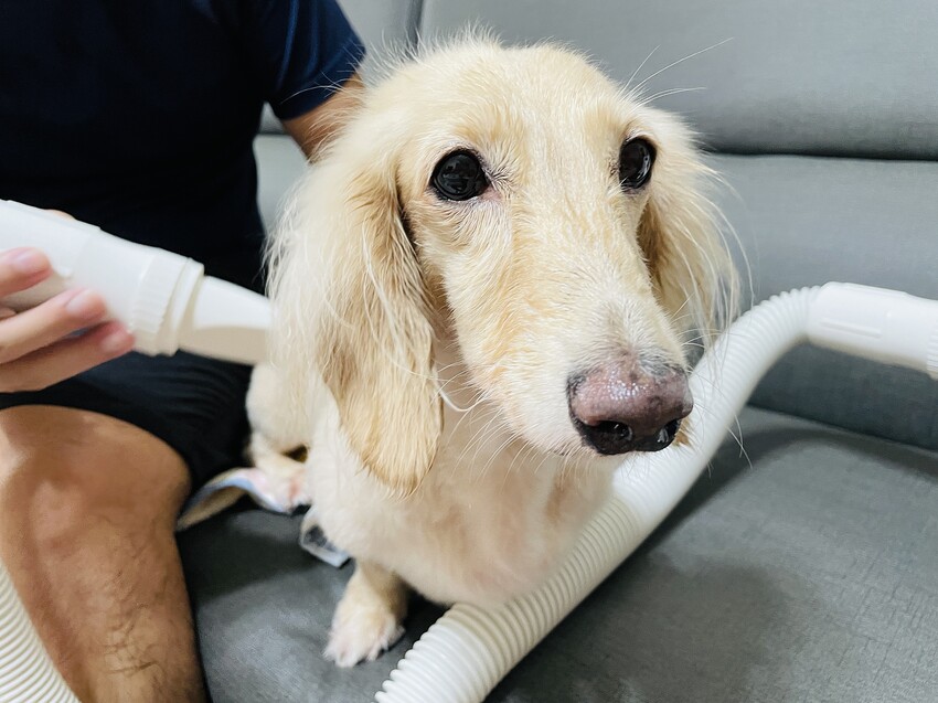 【歸毛家族】寵物肌膚救星『舒敏保濕洗毛乳』+『護膚噴液+精萃修護霜』狗狗皮膚敏感洗毛精推薦！戰勝問題肌，澡回健康肌