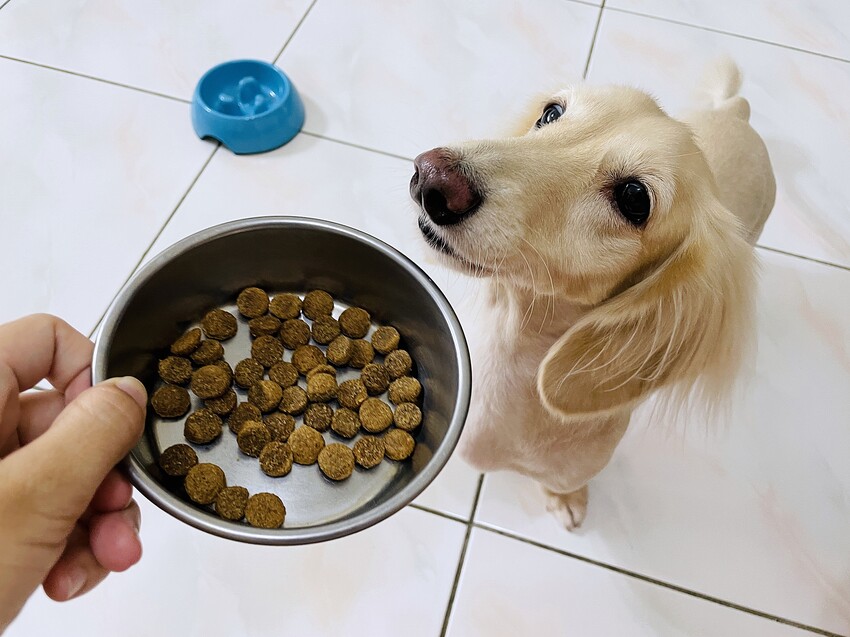 【初卡樂True Colours】狗飼料推薦！『澳洲羔羊+糙米』、『澳洲嫩雞+糙米』，來自澳洲的健康營養配方～小臘腸咪咪愛吃的美味狗糧！