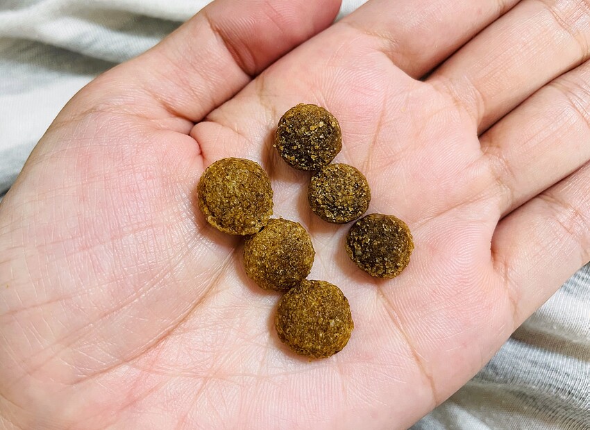 【初卡樂True Colours】狗飼料推薦！『澳洲羔羊+糙米』、『澳洲嫩雞+糙米』，來自澳洲的健康營養配方～小臘腸咪咪愛吃的美味狗糧！