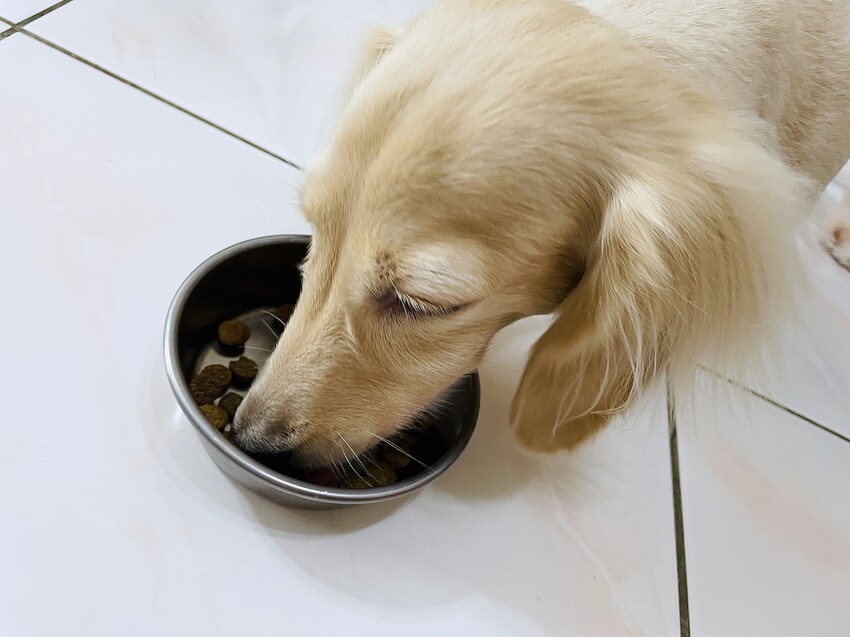 【初卡樂True Colours】狗飼料推薦！『澳洲羔羊+糙米』、『澳洲嫩雞+糙米』，來自澳洲的健康營養配方～小臘腸咪咪愛吃的美味狗糧！