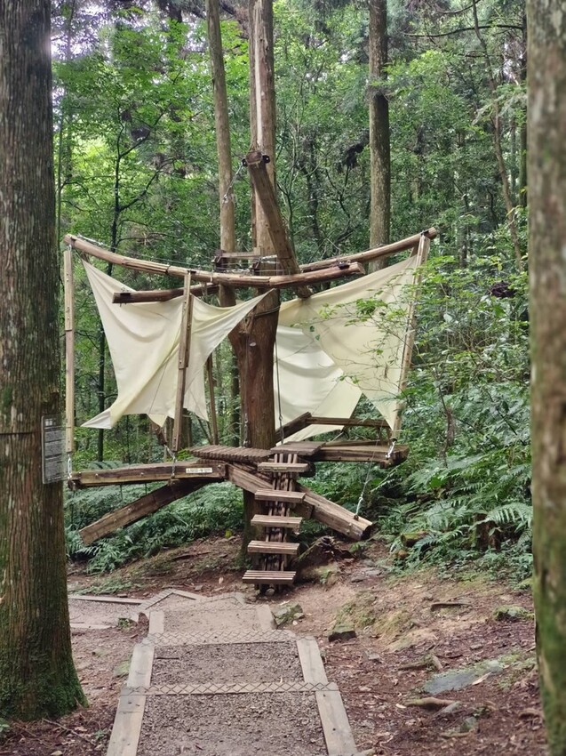 【桃園.復興】小百岳no.22東眼山國家公園海拔1212。O型一圈3.5k簡易好走。超美柳杉樹步道