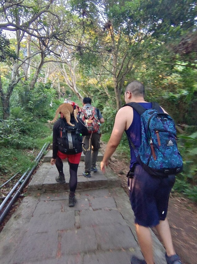 【台北.五股】帶著貓咪爬山去。觀音山硬漢嶺賞夕陽+夜景。大台北盆地美景盡收眼底