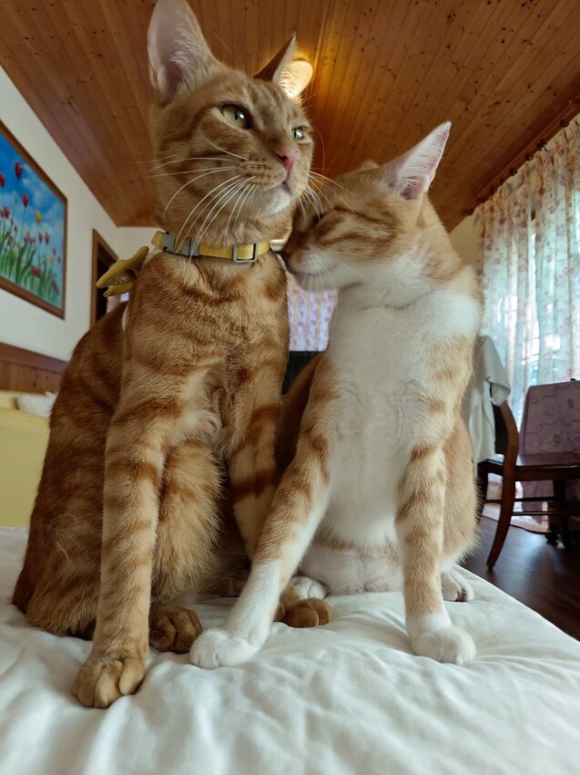 【花蓮.吉安】山緹庭院民宿。寵物友善住宿+寵物清潔費$300近市區用餐方便