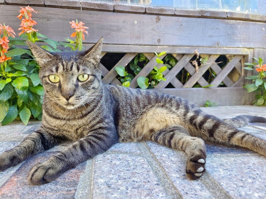 【花蓮.吉安】山緹庭院民宿。寵物友善住宿+寵物清潔費$300近市區用餐方便