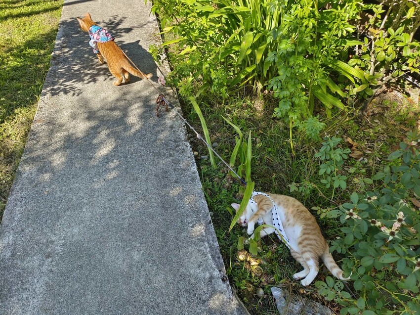 【花蓮.吉安】山緹庭院民宿。寵物友善住宿+寵物清潔費$300近市區用餐方便