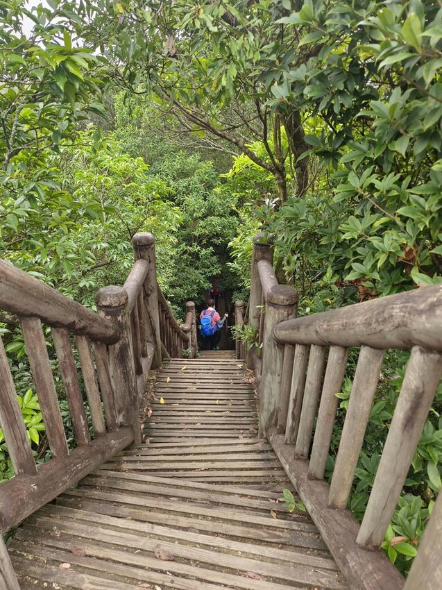 【桃園.復興】小百岳no.22東眼山國家公園海拔1212。O型一圈3.5k簡易好走。超美柳杉樹步道