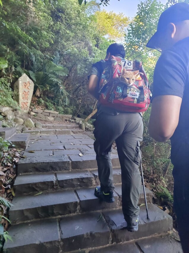 【台北.五股】帶著貓咪爬山去。觀音山硬漢嶺賞夕陽+夜景。大台北盆地美景盡收眼底