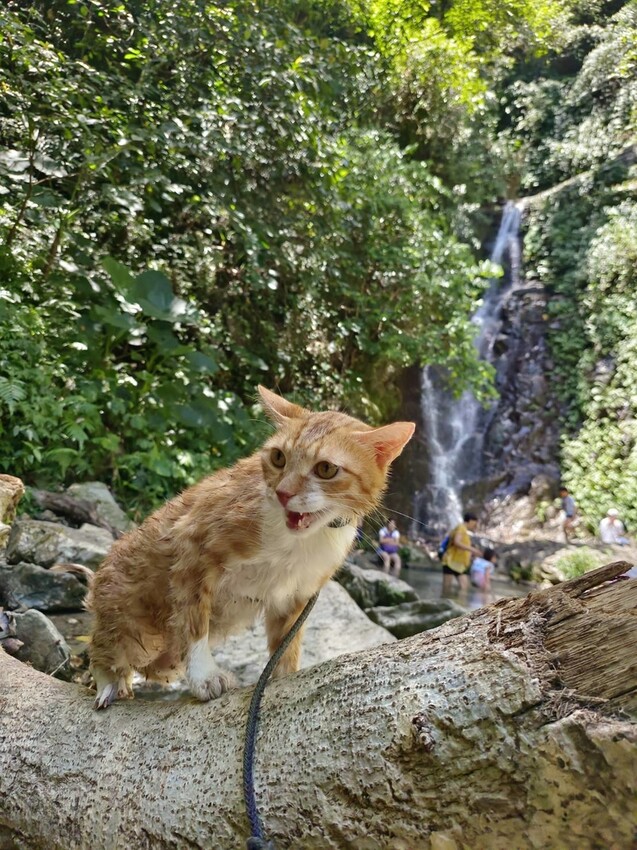 【花蓮.市區】撒固兒步道散散步。簡易好走有瀑布。穿裙子都能輕鬆駕馭。來回約一小時