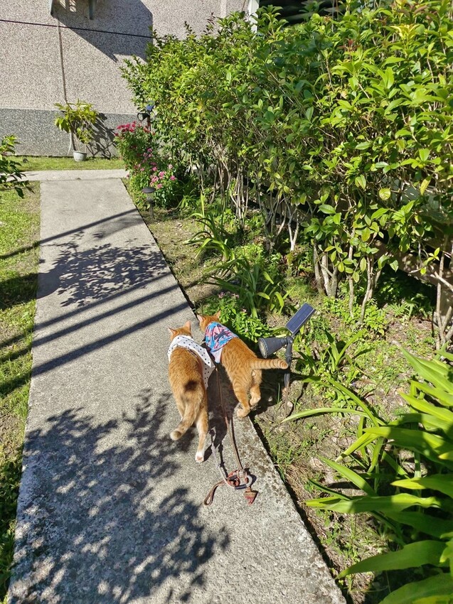 【花蓮.吉安】山緹庭院民宿。寵物友善住宿+寵物清潔費$300近市區用餐方便