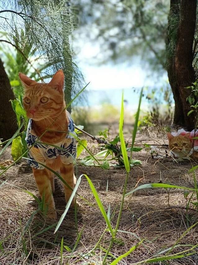 【花蓮.新城】免費寵物景點。曼波海灘散散步。賞超美麗海灣