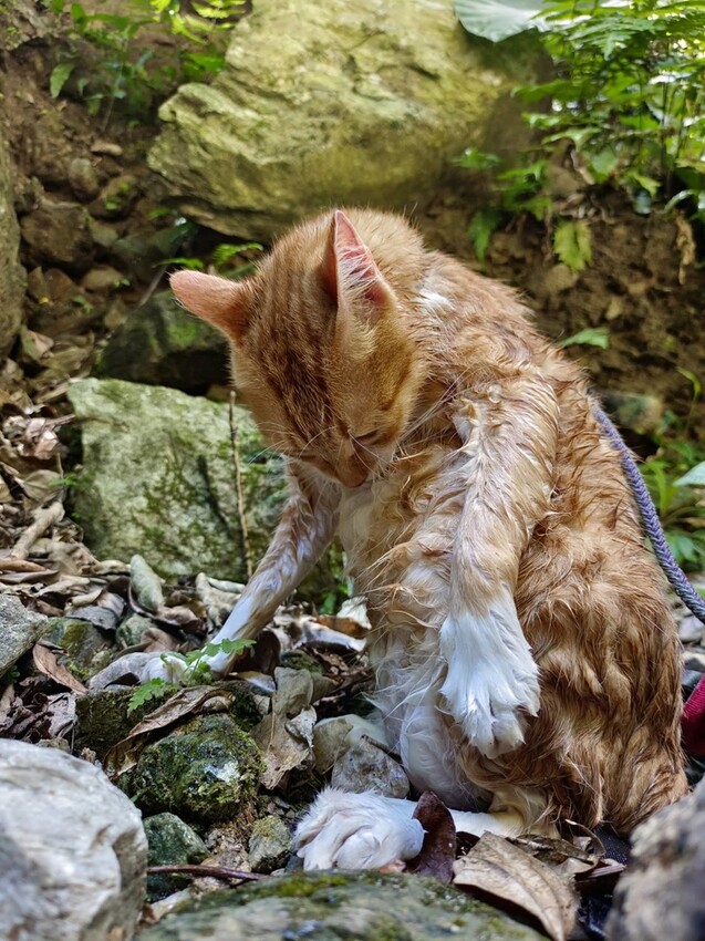 【花蓮.市區】撒固兒步道散散步。簡易好走有瀑布。穿裙子都能輕鬆駕馭。來回約一小時