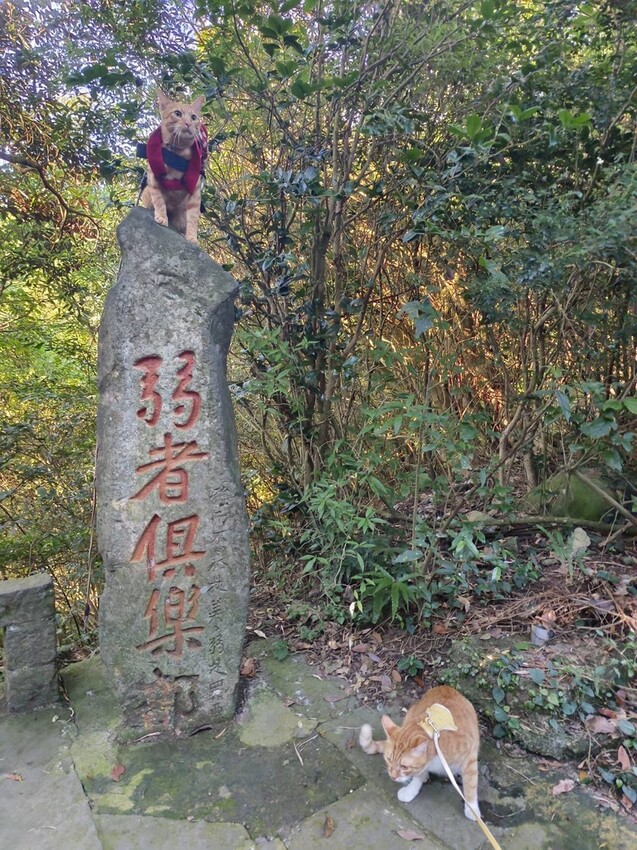 【台北.五股】帶著貓咪爬山去。觀音山硬漢嶺賞夕陽+夜景。大台北盆地美景盡收眼底