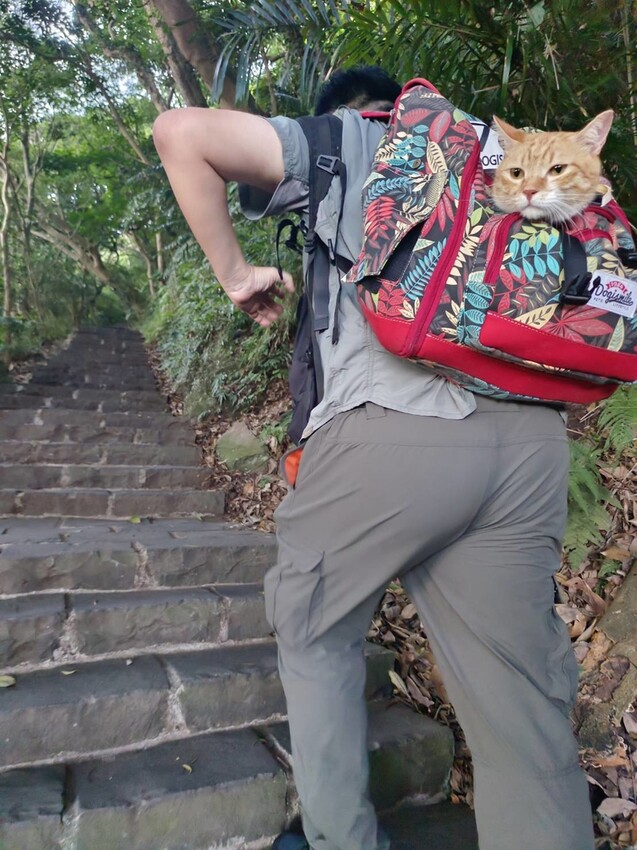 【台北.五股】帶著貓咪爬山去。觀音山硬漢嶺賞夕陽+夜景。大台北盆地美景盡收眼底