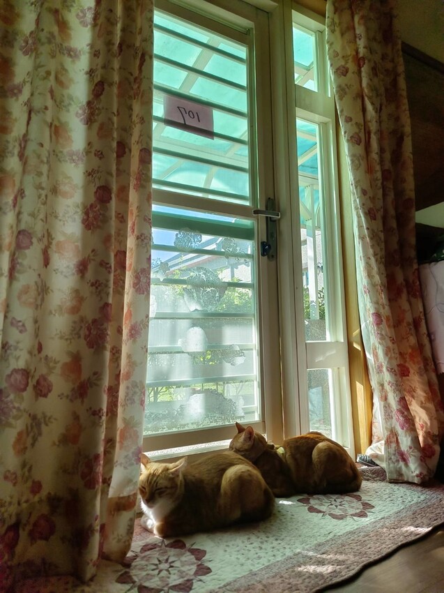 【花蓮.吉安】山緹庭院民宿。寵物友善住宿+寵物清潔費$300近市區用餐方便