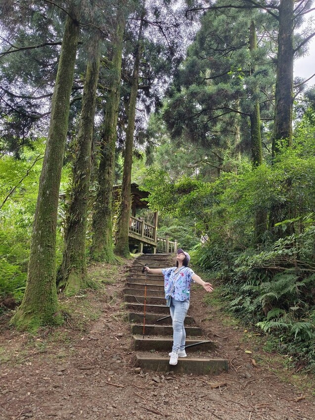 【桃園.復興】小百岳no.22東眼山國家公園海拔1212。O型一圈3.5k簡易好走。超美柳杉樹步道