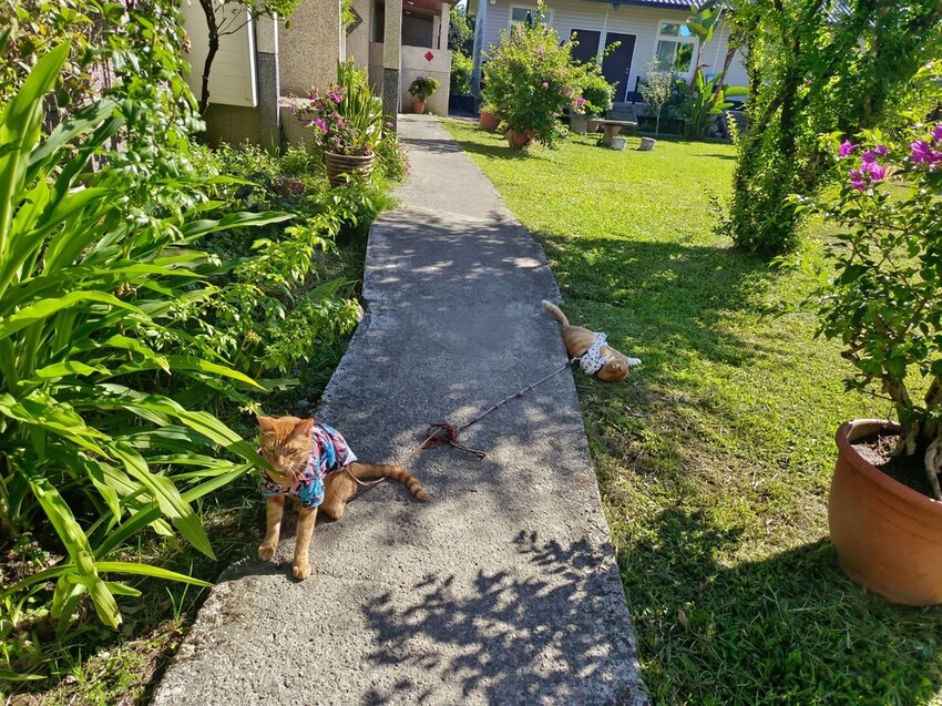 【花蓮.吉安】山緹庭院民宿。寵物友善住宿+寵物清潔費$300近市區用餐方便