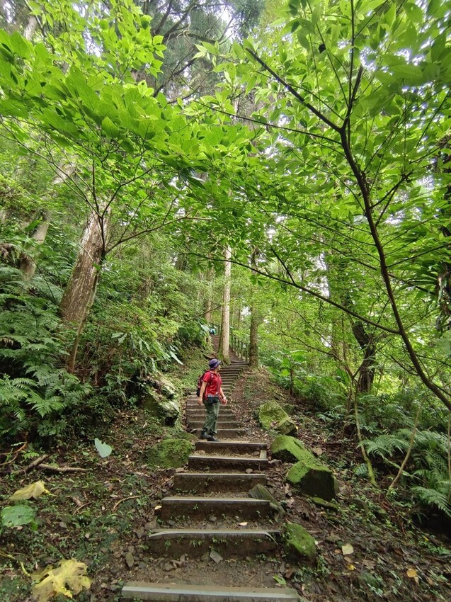 【桃園.復興】小百岳no.22東眼山國家公園海拔1212。O型一圈3.5k簡易好走。超美柳杉樹步道