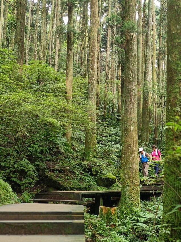 【桃園.復興】小百岳no.22東眼山國家公園海拔1212。O型一圈3.5k簡易好走。超美柳杉樹步道