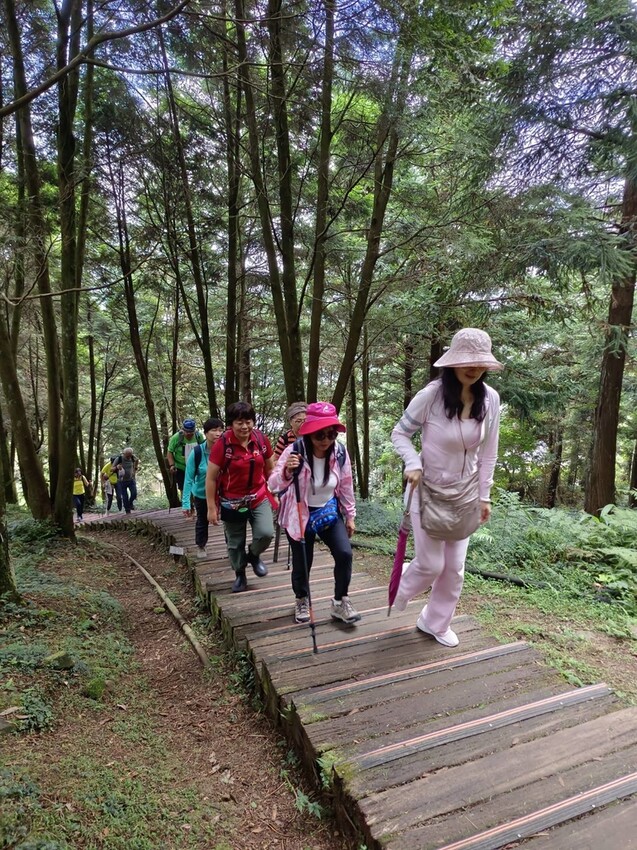 【桃園.復興】小百岳no.22東眼山國家公園海拔1212。O型一圈3.5k簡易好走。超美柳杉樹步道