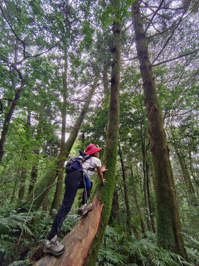 【桃園.復興】小百岳no.22東眼山國家公園海拔1212。O型一圈3.5k簡易好走。超美柳杉樹步道