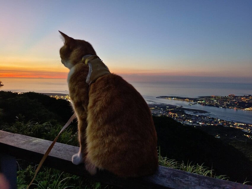 【台北.五股】帶著貓咪爬山去。觀音山硬漢嶺賞夕陽+夜景。大台北盆地美景盡收眼底