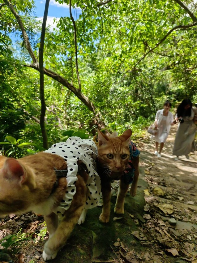 【花蓮.市區】撒固兒步道散散步。簡易好走有瀑布。穿裙子都能輕鬆駕馭。來回約一小時