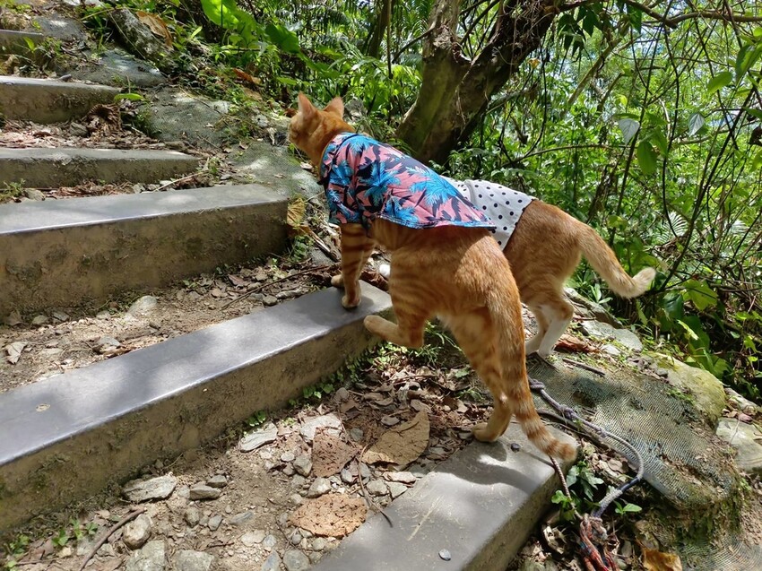 【花蓮.市區】撒固兒步道散散步。簡易好走有瀑布。穿裙子都能輕鬆駕馭。來回約一小時
