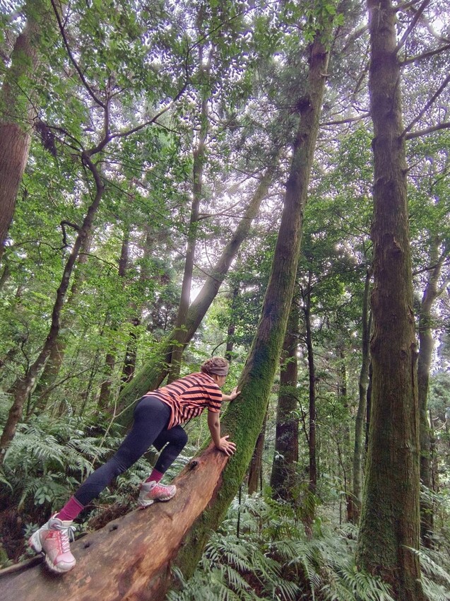 【桃園.復興】小百岳no.22東眼山國家公園海拔1212。O型一圈3.5k簡易好走。超美柳杉樹步道