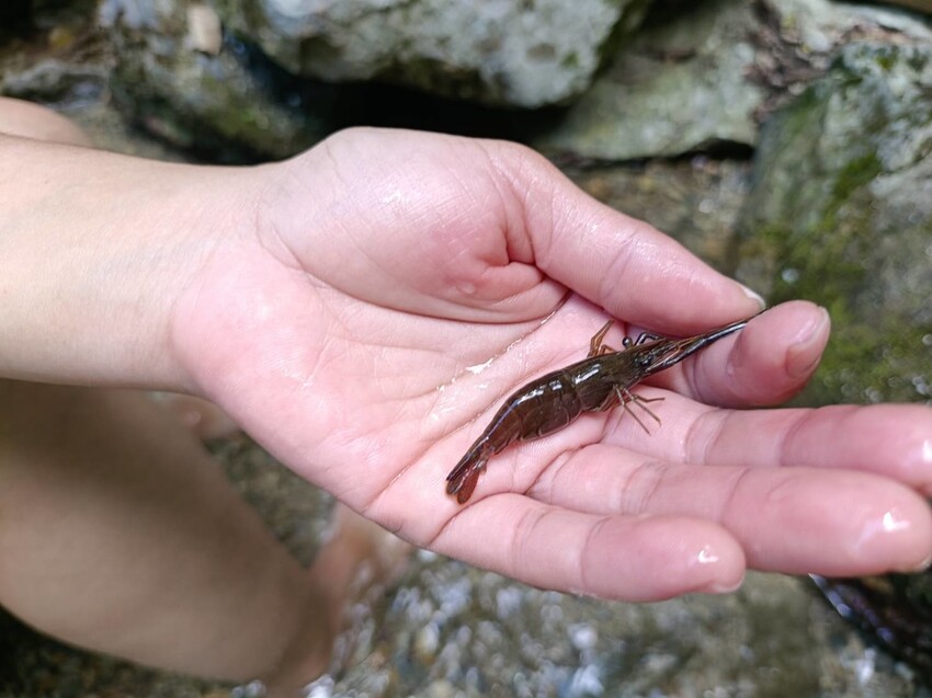 【花蓮.市區】撒固兒步道散散步。簡易好走有瀑布。穿裙子都能輕鬆駕馭。來回約一小時