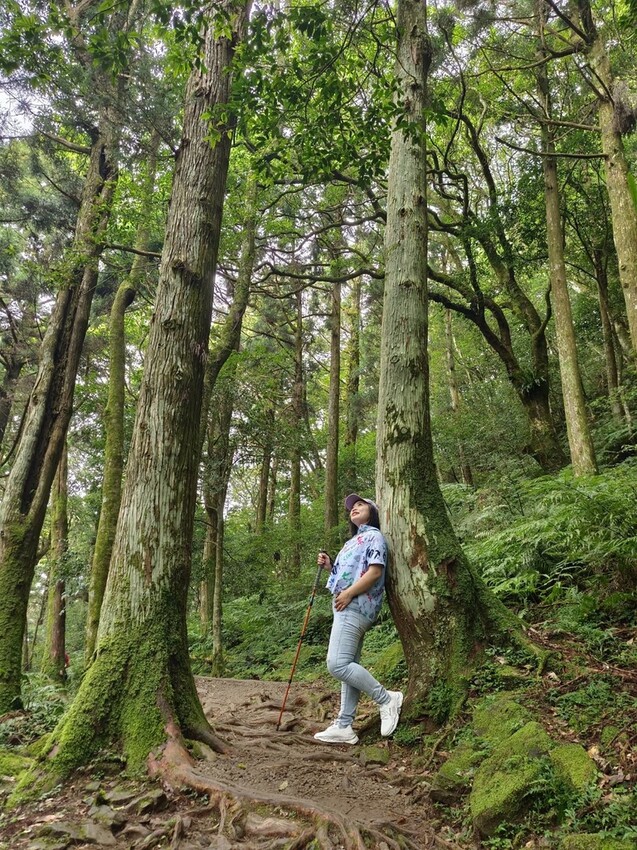 【桃園.復興】小百岳no.22東眼山國家公園海拔1212。O型一圈3.5k簡易好走。超美柳杉樹步道