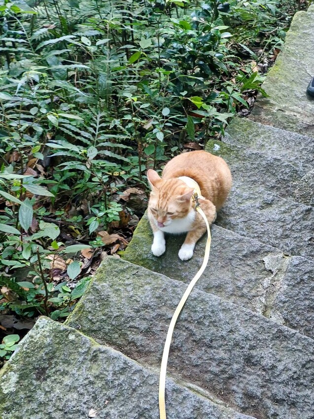 【台北.五股】帶著貓咪爬山去。觀音山硬漢嶺賞夕陽+夜景。大台北盆地美景盡收眼底