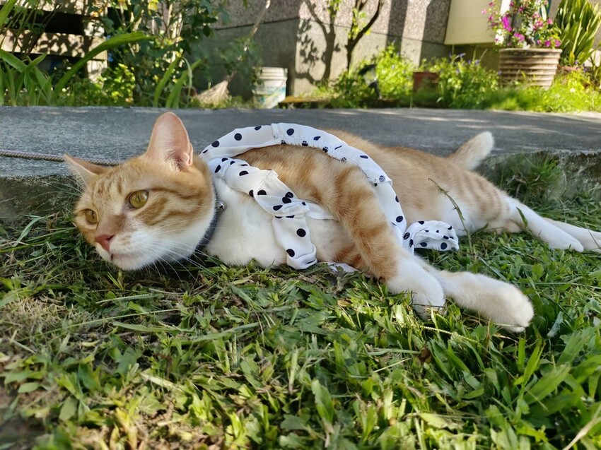 【花蓮.吉安】山緹庭院民宿。寵物友善住宿+寵物清潔費$300近市區用餐方便