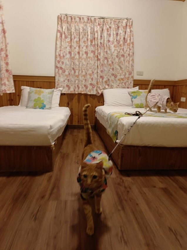 【花蓮.吉安】山緹庭院民宿。寵物友善住宿+寵物清潔費$300近市區用餐方便