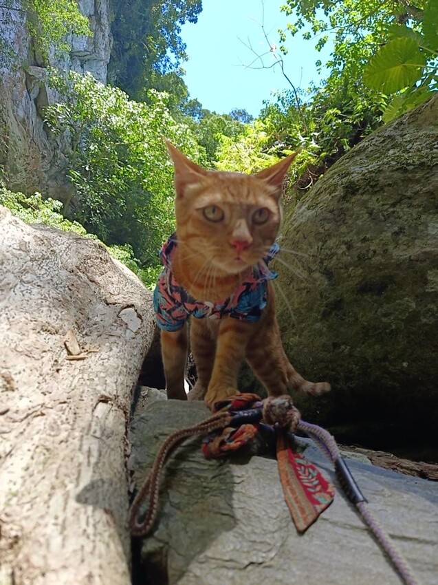 【花蓮.市區】撒固兒步道散散步。簡易好走有瀑布。穿裙子都能輕鬆駕馭。來回約一小時