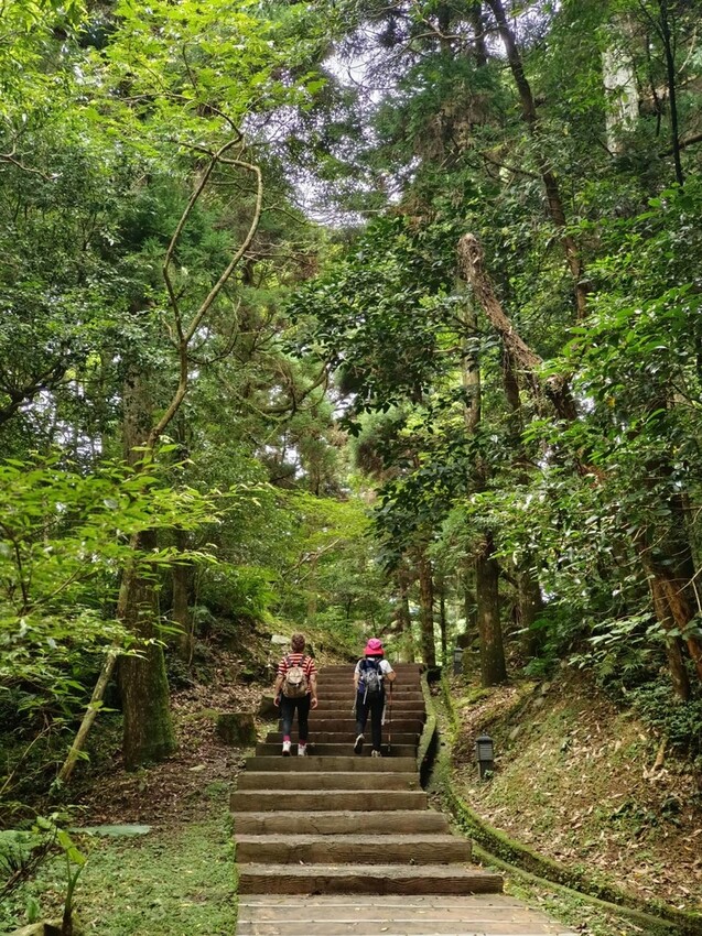 【桃園.復興】小百岳no.22東眼山國家公園海拔1212。O型一圈3.5k簡易好走。超美柳杉樹步道