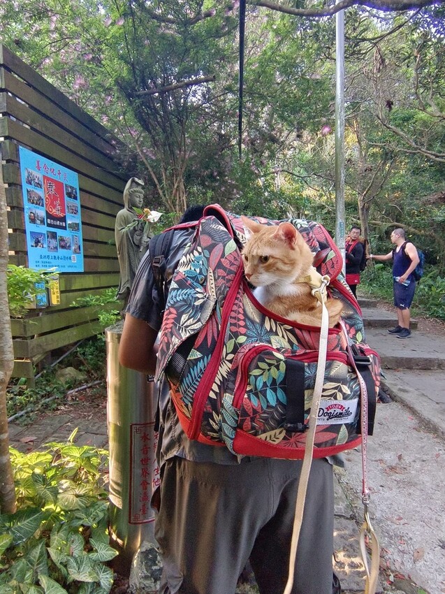 【台北.五股】帶著貓咪爬山去。觀音山硬漢嶺賞夕陽+夜景。大台北盆地美景盡收眼底