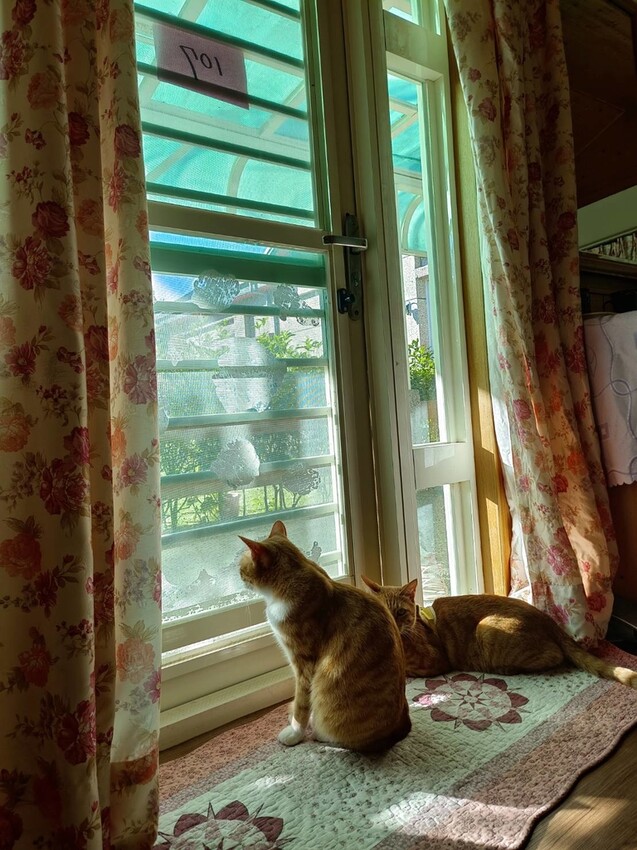 【花蓮.吉安】山緹庭院民宿。寵物友善住宿+寵物清潔費$300近市區用餐方便