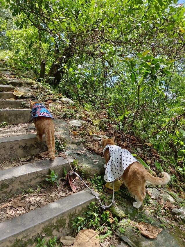 【花蓮.市區】撒固兒步道散散步。簡易好走有瀑布。穿裙子都能輕鬆駕馭。來回約一小時