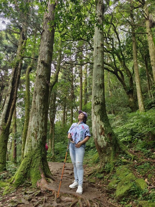 【桃園.復興】小百岳no.22東眼山國家公園海拔1212。O型一圈3.5k簡易好走。超美柳杉樹步道