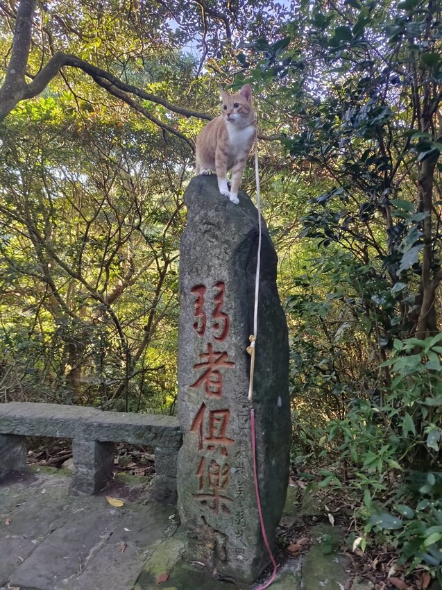 【台北.五股】帶著貓咪爬山去。觀音山硬漢嶺賞夕陽+夜景。大台北盆地美景盡收眼底