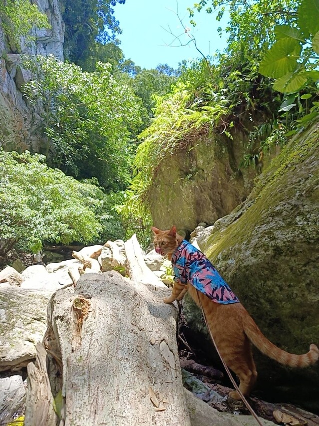 【花蓮.市區】撒固兒步道散散步。簡易好走有瀑布。穿裙子都能輕鬆駕馭。來回約一小時